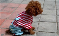 小宠物狗的衣服怎么做 小宠物狗的衣服怎么做