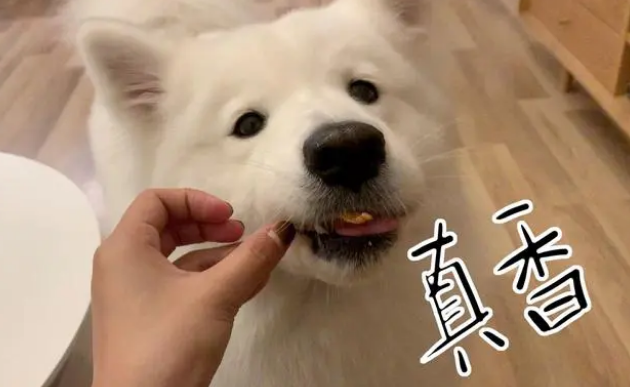 什么狗零食好