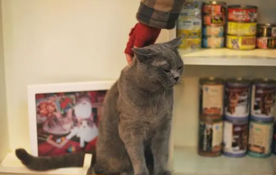 给猫咪挑选罐头煞费苦心？有妙招！