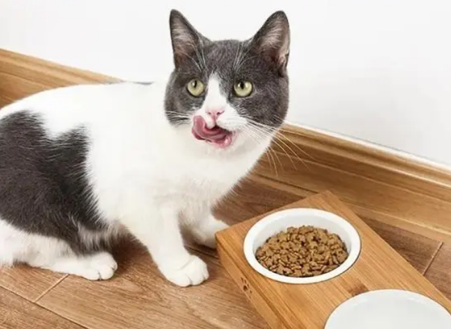 4l猫粮是多少斤