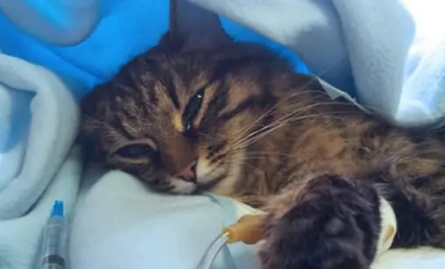 得猫瘟前期有什么征兆？这几点要重视！