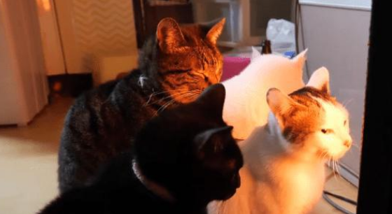 主人刚打开暖气,结果却被4只猫围着,猫:早就该拿出来了 主人刚打开暖气,结果却被4只猫围着,猫:早就该拿出来了