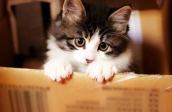 不要轻易给猫咪洗澡,这些不正当操作可能会害了它们 不要轻易给猫咪洗澡,这些不正当操作可能会害了它们