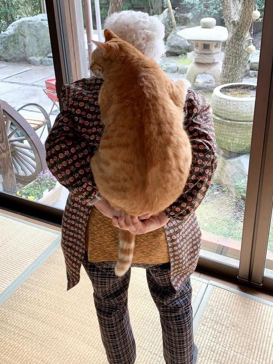 头发花白的奶奶背肥硕橘猫,却露温暖笑容,太治愈啦 头发花白的奶奶背肥硕橘猫,却露温暖笑容,太治愈啦