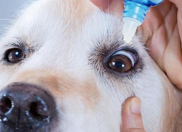 犬角膜炎用什么滴眼液 犬角膜炎用什么滴眼液