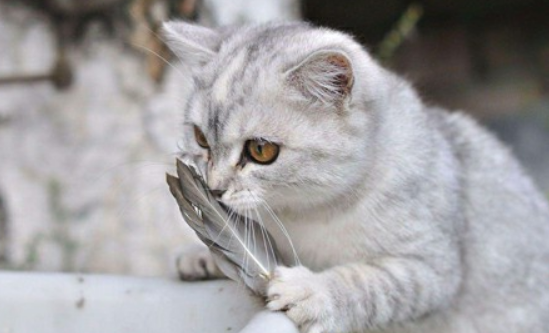 猫打嗝一样一抽一抽的怎么回事？看这里