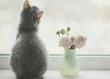 猫咪吃什么可以补充微量元素？