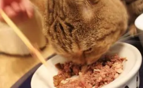 怎么给猫咪做罐头