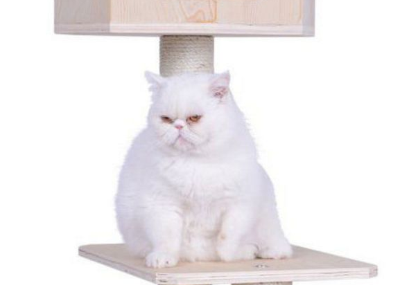 猫爬架应该怎么挑选呢? 猫爬架应该怎么挑选呢?