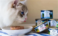 小猫咪可以吃猫罐头吗