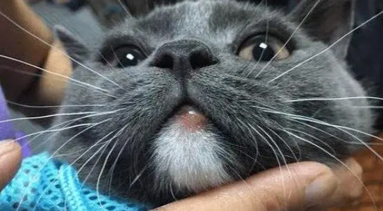 宠主了解，猫下嘴唇肿了是什么原因？