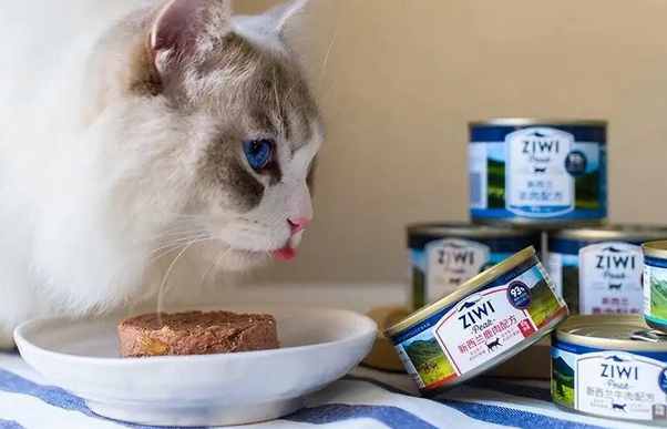 小猫咪可以吃猫罐头吗