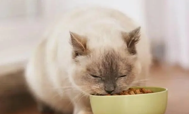 猫粮买什么牌子 猫粮买什么牌子