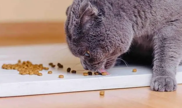猫粮能换牌子吗