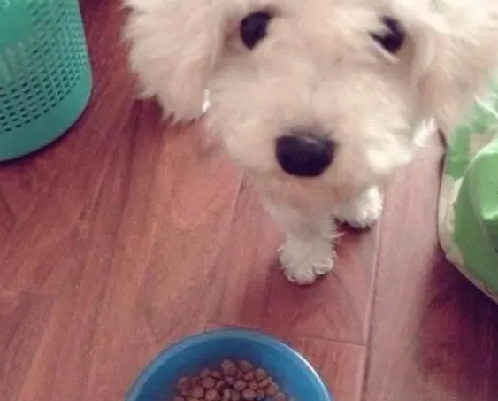 比熊犬狗粮推荐