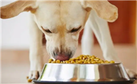 全价宠物食品犬粮怎么样