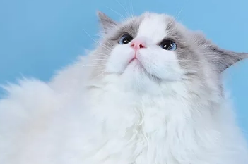 布偶吃什么牌子猫粮比较好