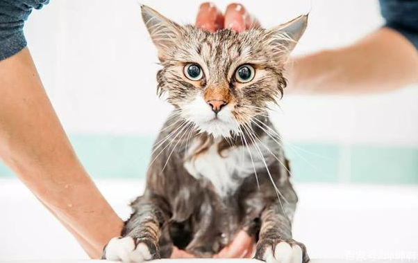 猫咪要洗澡吗? 猫咪要洗澡吗?