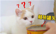 猫吃鲱鱼罐头吗