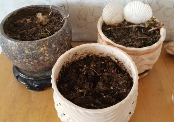 猫草的种植方法,给心爱的小猫咪种点儿猫草 猫草的种植方法,给心爱的小猫咪种点儿猫草