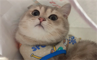 养宠小知识：猫能吃蛋糕上的奶油吗？