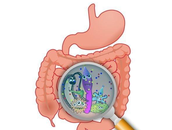 狗狗在什么情况吃益生菌呢？4大方面详解益生菌！