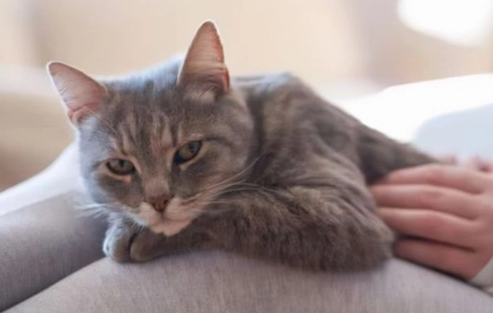 养猫必看：猫益生菌可以天天喂吗
