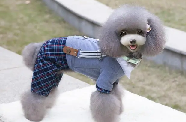 宠物衣服哪里买