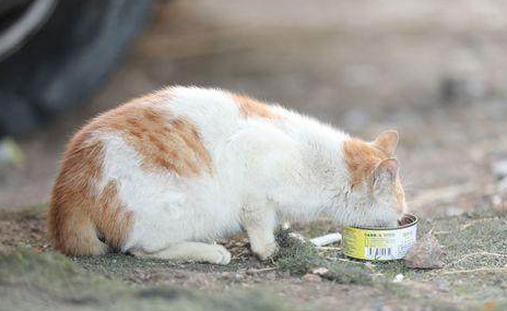 小猫啥时候可以吃罐头
