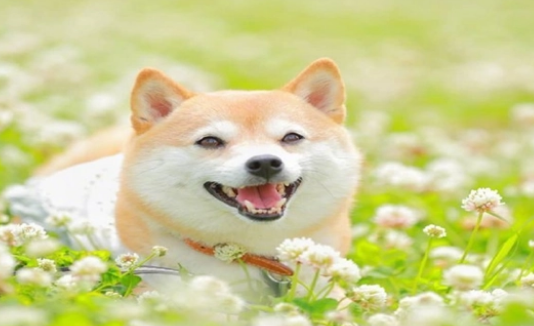 狗狗需要吃钙片吗?狗狗补钙需要重视起来! 狗狗需要吃钙片吗?狗狗补钙需要重视起来!