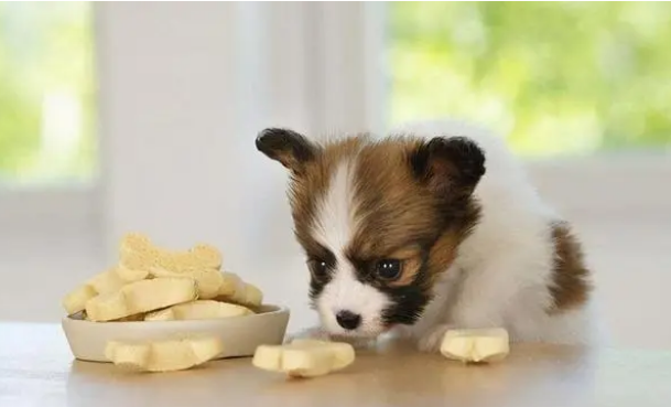 狗狗可以吃什么零食