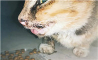 流浪猫口炎症状有哪些？来了解一下吧