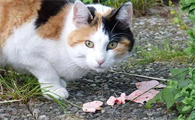 养猫最忌讳的一个生肖