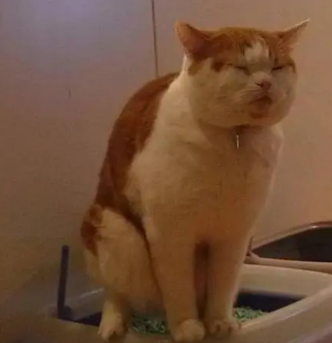 猫砂使用有讲究！没留意到这6个问题，分分钟影响猫咪健康