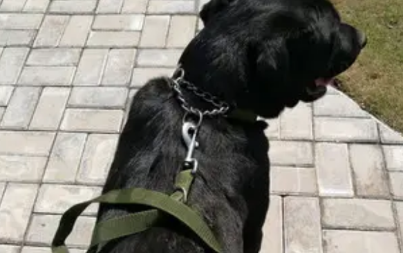 怎么领取宠物项圈