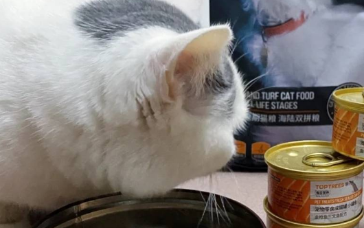 猫一定要吃罐头吗