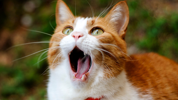猫一直张嘴的原因，你知道吗？