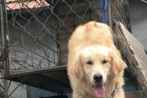 金毛犬在农村长大，样子反而让许多人羡慕，真是个好例子 