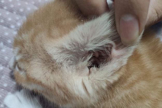 猫咪有耳螨会怎样 猫咪有耳螨会怎样