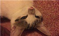 猫的鼻子由粉变黑怎么回事？来了解一下