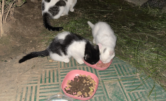 流浪猫吃猫粮吗？答案是肯定的