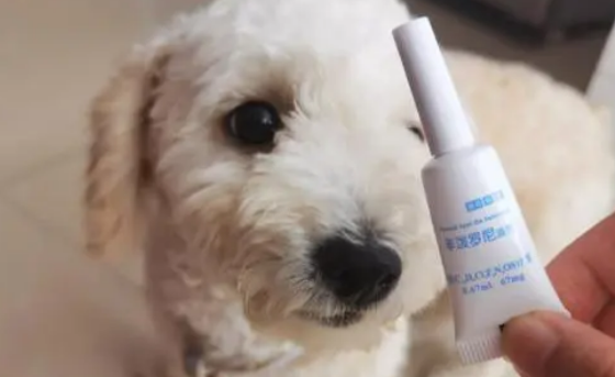 宠物体内驱虫和体外驱虫的区别
