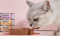 猫怀孕可以吃罐头吗