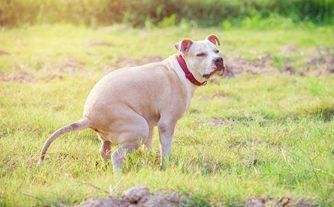 狗狗拉果冻状粪便怎么回事?原因有哪些? 狗狗拉果冻状粪便怎么回事?原因有哪些?