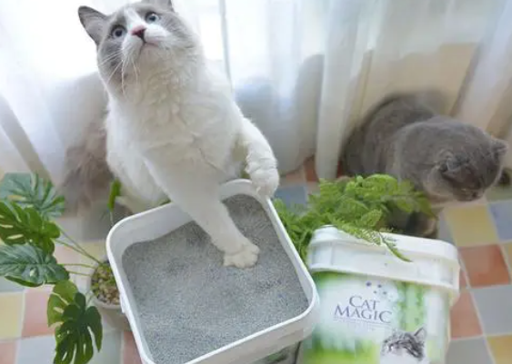 好用猫砂推荐