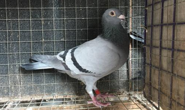 瓦灰鸽怎么分辨公母?方法很简单