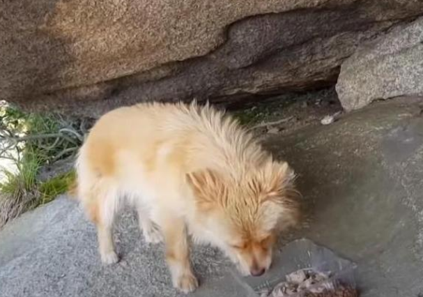 流浪狗两年来不肯下山,主人没安善意,它却很忠诚 流浪狗两年来不肯下山,主人没安善意,它却很忠诚