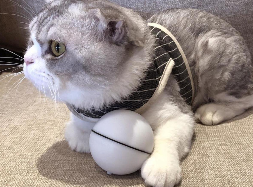 两个月猫咪适合玩什么玩具
