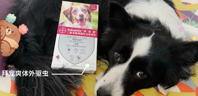 狗狗体外驱虫注意这几点,养狗的那些事 狗狗体外驱虫注意这几点,养狗的那些事