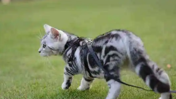 猫咪用牵引绳不走
